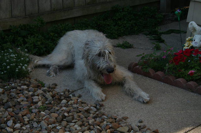 bailey07 35