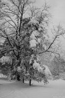 snowtreesbw1 wm