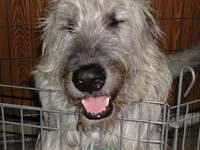 Wolfhounds